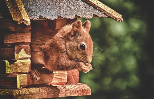 squirrel  cute  animal