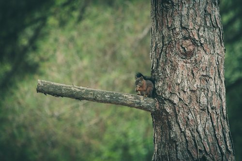 squirrel  nature  forest