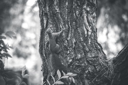 squirrel  forest  nature