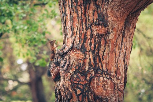 squirrel  forest  nature