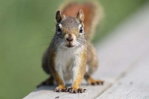 squirrel  animal  nature