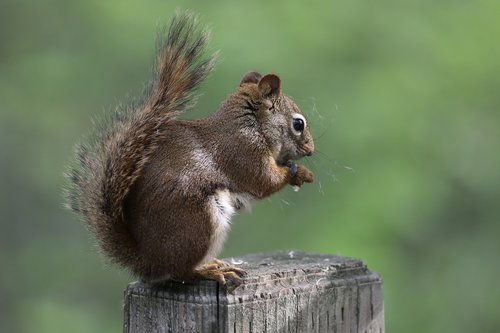 squirrel  animal  nature