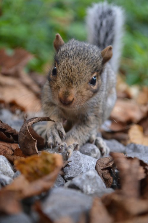 squirrel  nature  animal