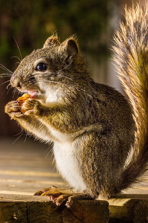 squirrel  eating  nature