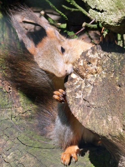 squirrel sciurus rodent