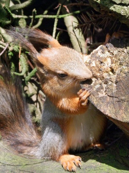 squirrel sciurus rodent
