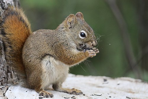 squirrel  cute  nature