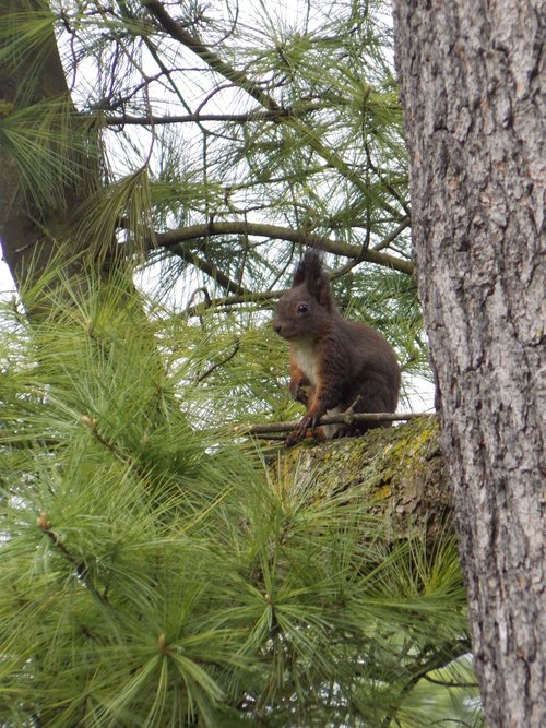 squirrel  nature  park