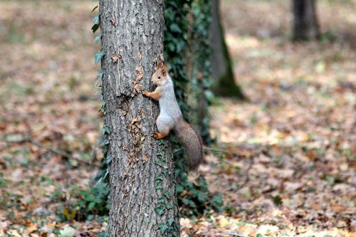 squirrel  trunk  nature