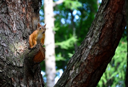 squirrel  park  rodent