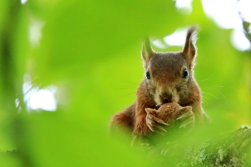 squirrel  eat  walnut