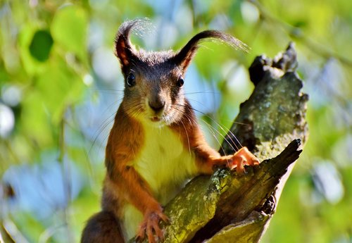 squirrel  verifiable kitten  rodent