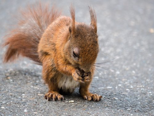 squirrel  rodent  foraging