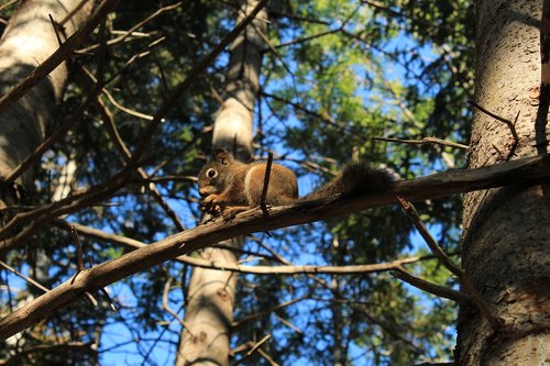 squirrel  food  coniferous forest