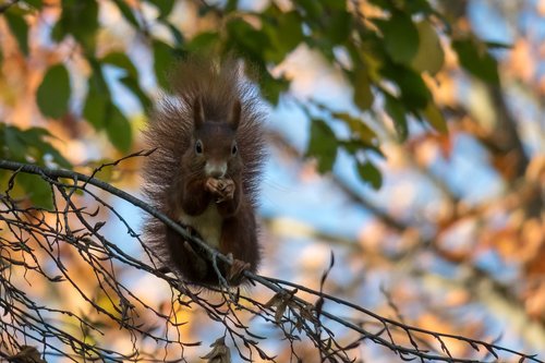 squirrel  eat  sit
