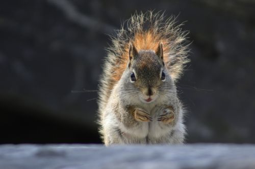 squirrel animal nature