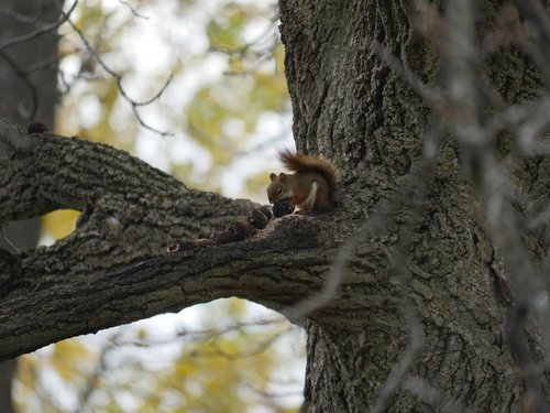 squirrel  squirrel eating  nuts
