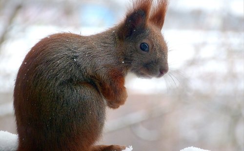 squirrel  forest  park