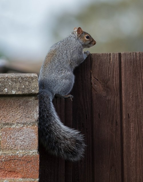 squirrel  wall  fence