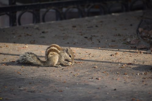 squirrel  nature  eat