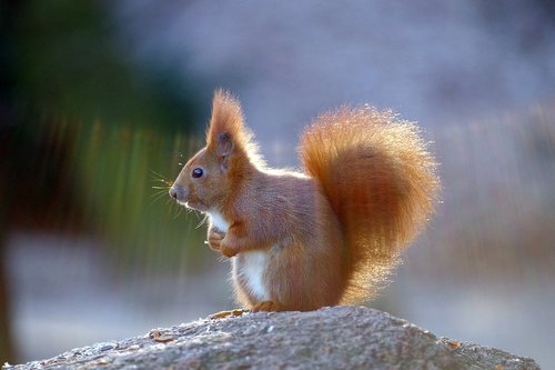 squirrel  fur  cute