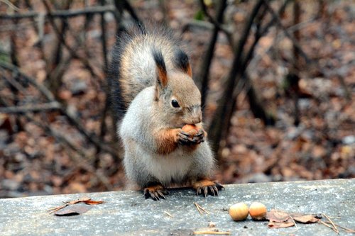 squirrel  nibbles  nuts
