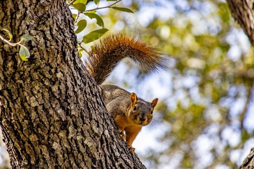 squirrel  rodent  brown