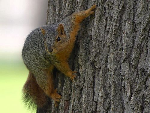 squirrel tree animals
