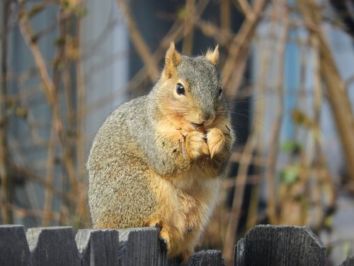 squirrel  nut  eating