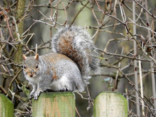 squirrel  grey  wildlife