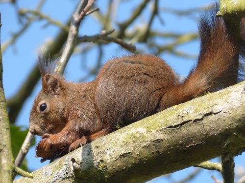 squirrel  walnut  animal