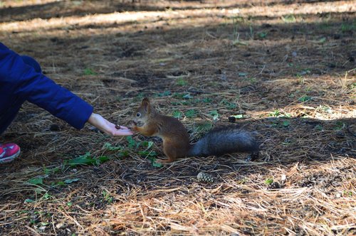 squirrel  nature  forest