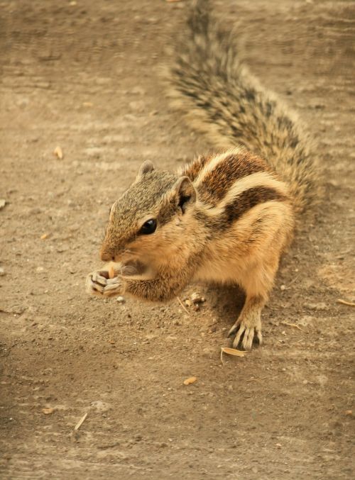 squirrel rodent animal