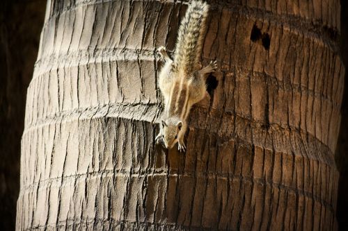 squirrel palm tree climbing