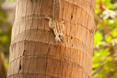 squirrel palm tree climbing