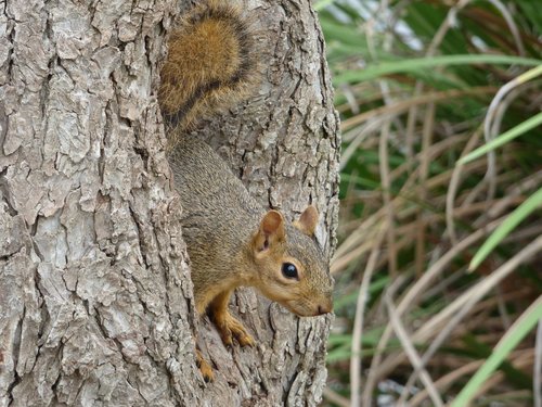 squirrel  tree  park