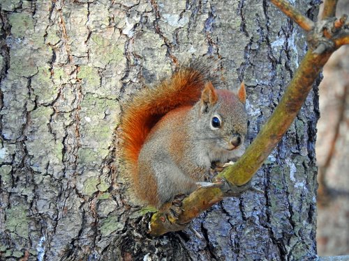 squirrel  nature  tree