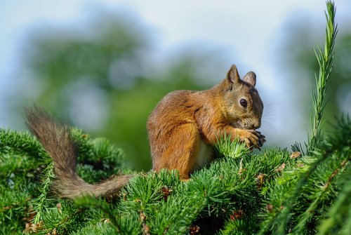 squirrel  cone  eat