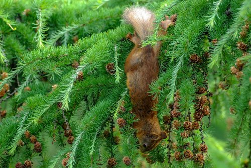 squirrel  cone  eat