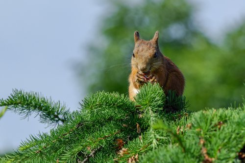 squirrel  larch  cone