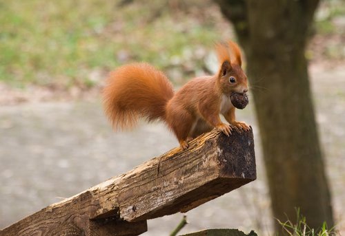 squirrel  winter  nut