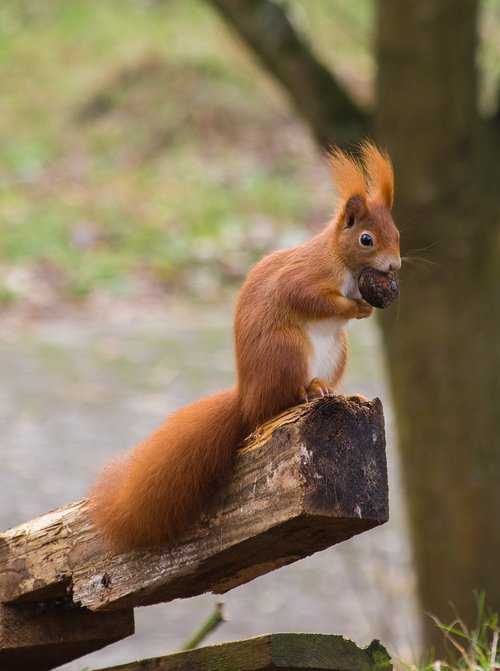 squirrel  red  nut