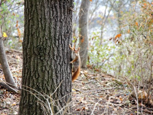 squirrel  autumn  nature