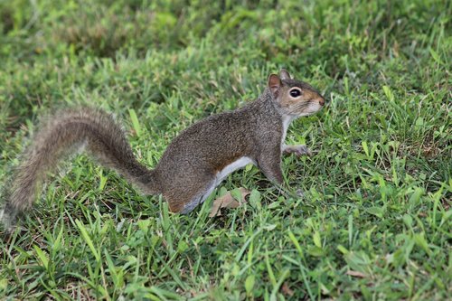 squirrel  critter  wildlife