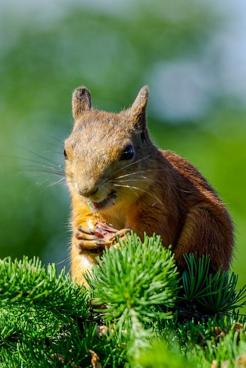 squirrel  eat  the rodent