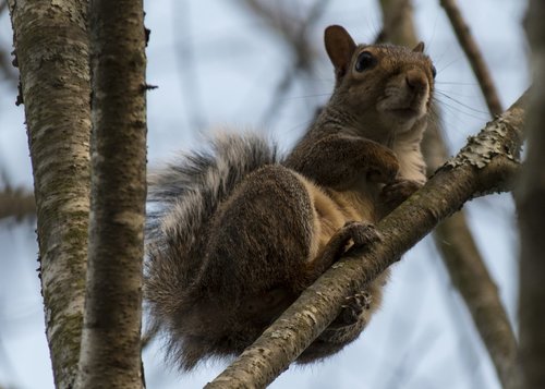 squirrel  tree  animal