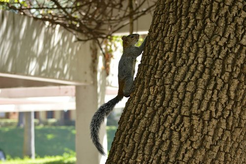 squirrel  tree  nature