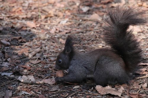 squirrel  animals  furry