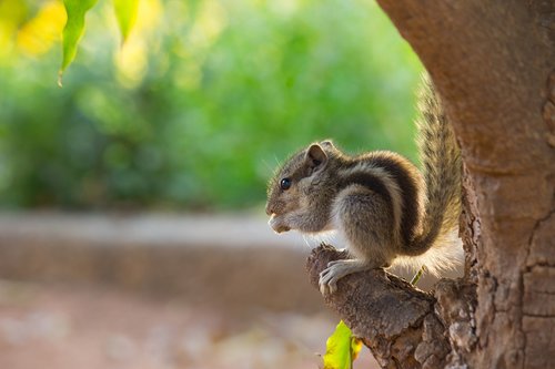 squirrel  chipmunk  rodent