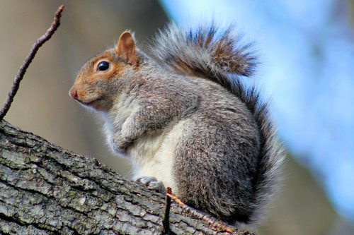 squirrel  park  nature